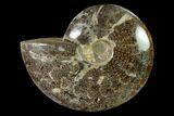 Polished, Agatized Ammonite (Cleoniceras) - Madagascar #149169-1